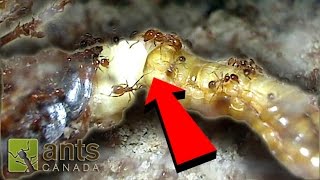Cockroach Giving Birth While Being Devoured By Fire Ants
