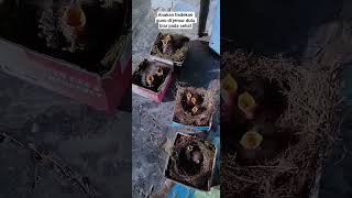 Download lagu anakan burung tledekan gunung #seputarburung #kicaumania #tledekangununggacor mp3