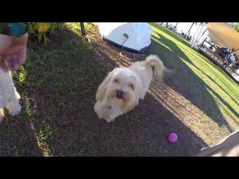 happy birthday jacqueline