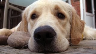 Considering Dogs with Alexandra Horowitz