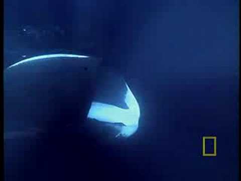 NG Bowhead Whales