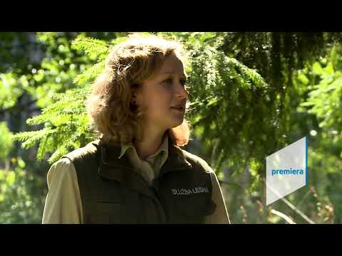 "Las bliżej nas" – niedziela o 9:35 w TVP1