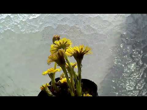 フキタンポポ 植物