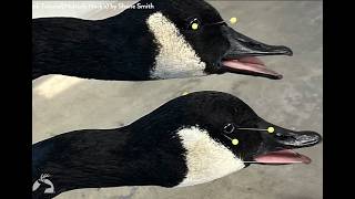 Neck Tutorial using Multiple Necks by Shane Smith