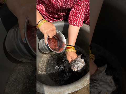 Aaj Chiku Ko Nhela Diya… Aur Phir Jo Hua! 😳#shorts #cat #minivlog #trending