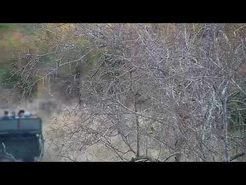 Djuma: Leopard-Hosana male on move upsetting Vervet Monkeys - 16:52 - 08/04/19