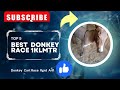 1kilometers Donkey Race Doge Junaidayazcarwala