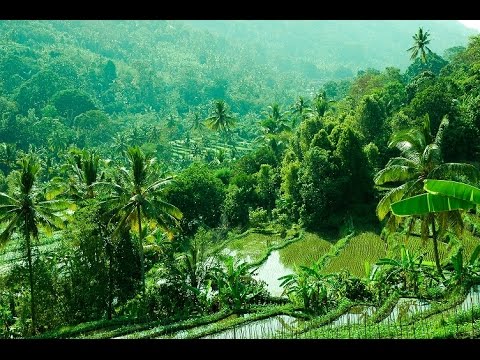 Lovina, Bali : Welcome to the Undiscovered Part of Bali!