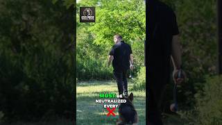 Things Only German Shepherd Owners Understand #GermanShepherd  #GSD #DogTok  #DogsOfTikTok