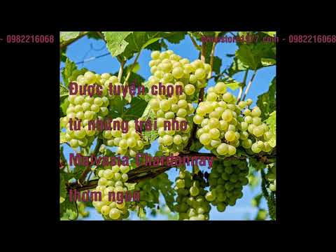 download lagu mp3 mp4 Vang Chardonnay, download lagu Vang Chardonnay gratis, unduh video klip Vang Chardonnay