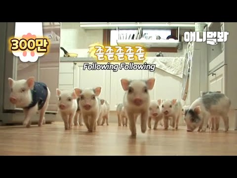 , title : '천재 돼지가 열네마리의 동생 돼지들을 혼자 돌보는 법ㅋㅋㅣGenius Pig Plays With 14 Younger Piglets In This Way'