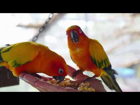 LYT -  SE  OG SLAP AF  -  Listen - See and relax