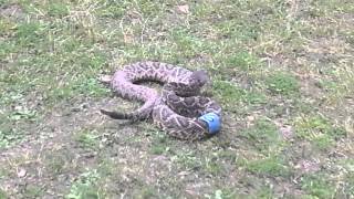 preview picture of video 'Eastern Diamondback Striking'