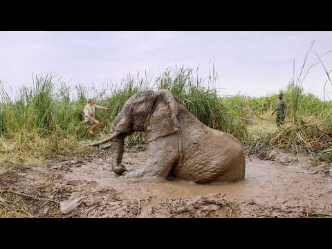 How We Pulled a Bull Elephant from a Treacherous Sinkhole | Sheldrick Wildlife Trust