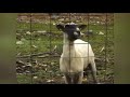 Goat Screaming On Repeat 1 Hour