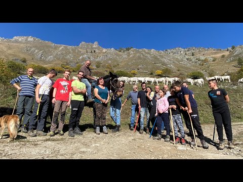 #transhumance Lollo Tallone and the Garsun Gidio, La Ciabro Sarvaio dairy Fr.Colletto #castelmagno