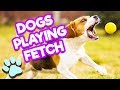 Dogs Playing Fetch Funny Dog Compilation Thatpetlife