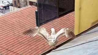 Digitopia Film Animation Reference - Seagull landing, sliding and taking off - slow motion