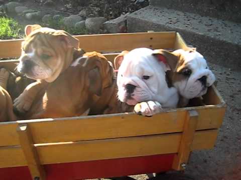 Super Cute~English Bulldog Puppies~8 weeks old 3-19-12