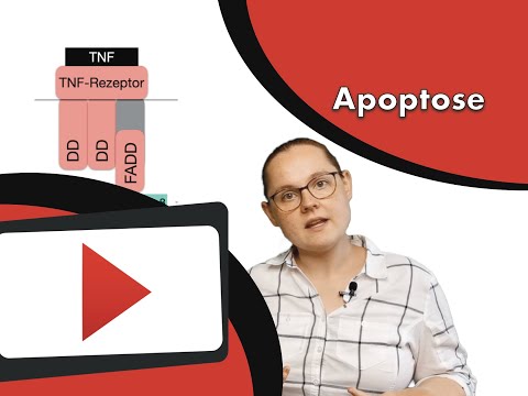 Apoptose   extrinsischer Weg www.clipdocs.de