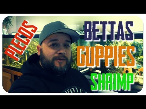 Guppies Bettas Plecos Shrimp