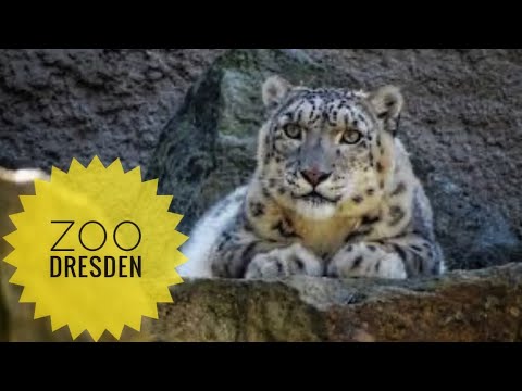 Walking in Dresden Zoo: Journey into the world of wild animals