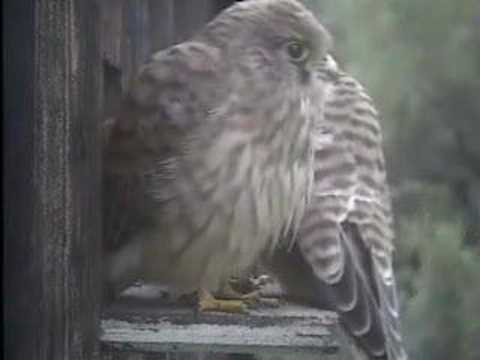 Meeting at the nest box