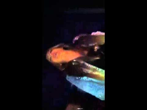 AG Cubano party at illusions