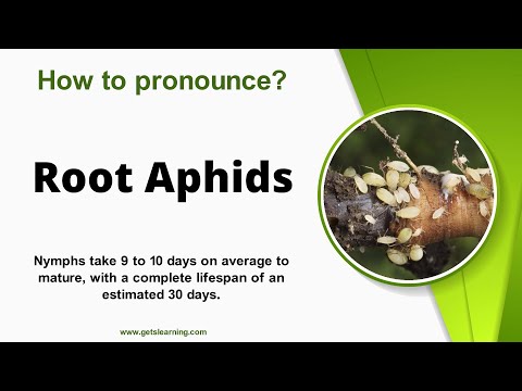 How to pronounce Root Aphids in English correctly