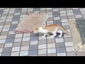 Orange Cat Vs Black Cat Fight Cat Live