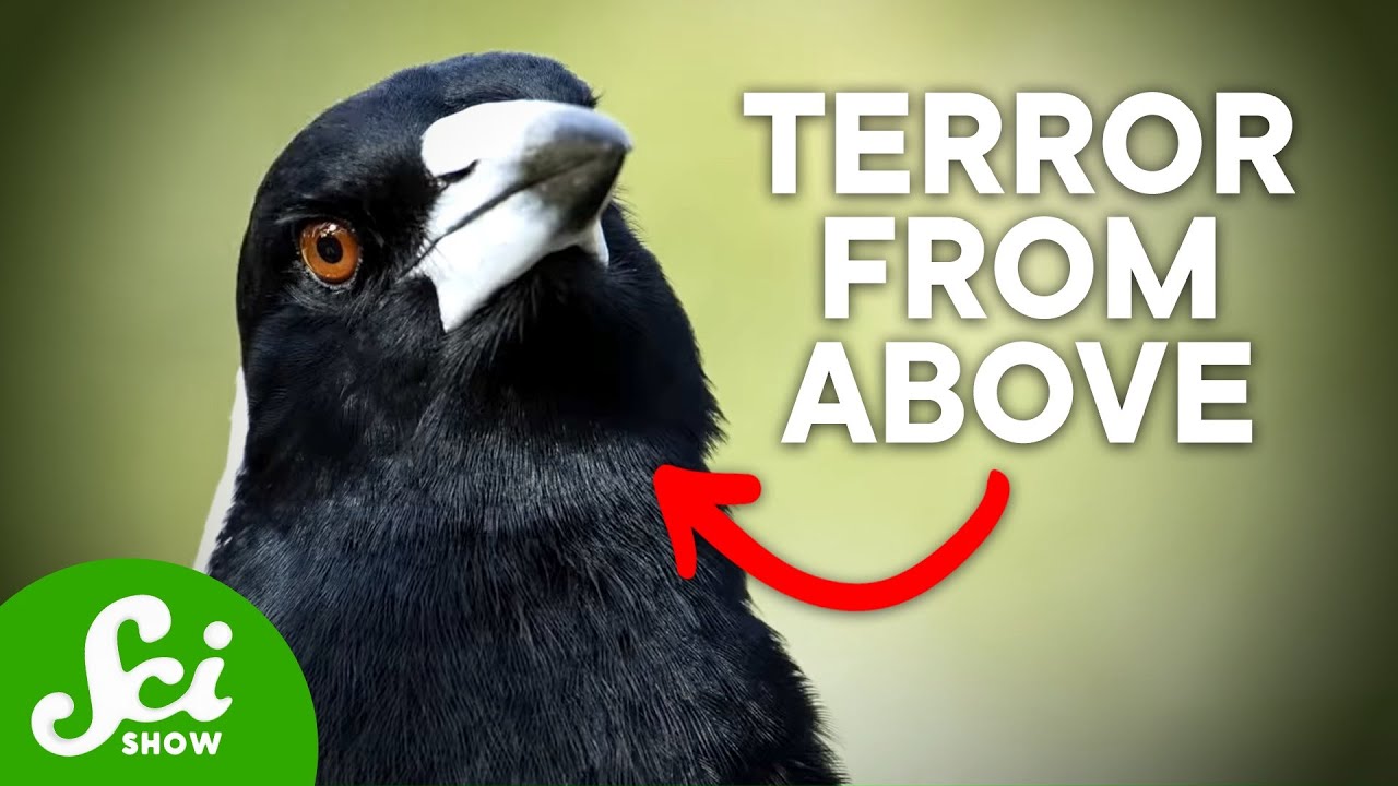 The 7 Scariest Creatures in Australia That You Probably Don't Know About