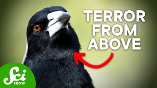 7 of Australia's Most Terrifying Inhabitants