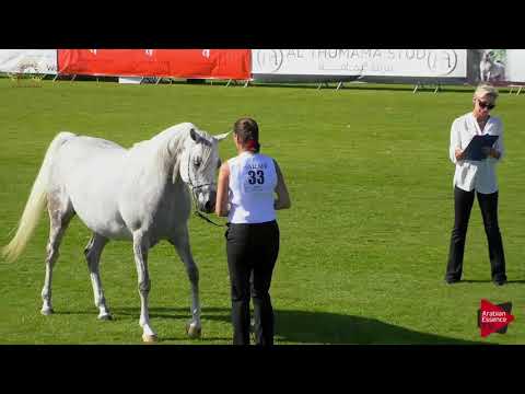 N.33 AGMAL JAHIDDAH - Chantilly 2018 AHO World Cup - 4-5 Years Old Mares (Class 4)