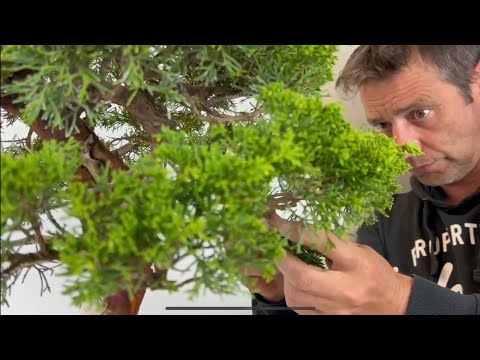 🇩🇪 Bonsai Wacholder Teil2 „ Mit Schere oder nicht“?