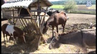 preview picture of video 'Ekološka kmetija Korenika - dan odprtih vrat 2012'