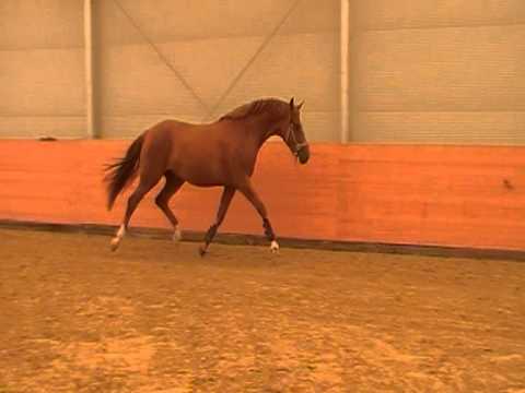 Damon Hill x Wolkentanz Stute, 3 j. (Video 1)