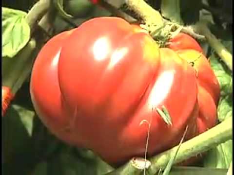 image-Which tomato is juicy?