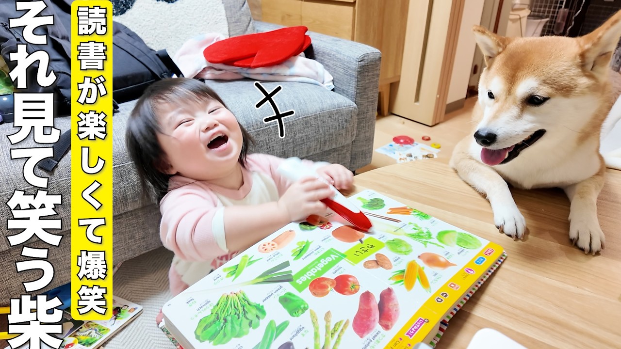 大爆笑する2歳児につられて笑顔になる柴犬が可愛すぎました笑