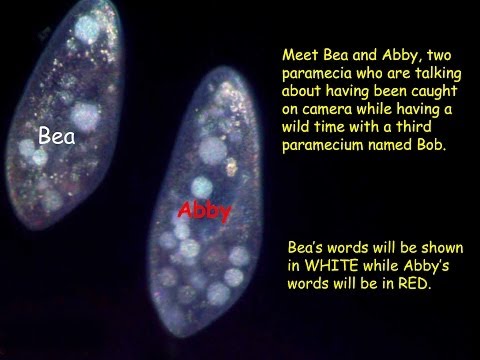 The Secret Lives of Paramecia - Part 1 of 2