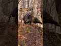 TURKEY HUNTING In The Hardwoods Calling TWO Gobblers Into Range Shorts Hunting Nature