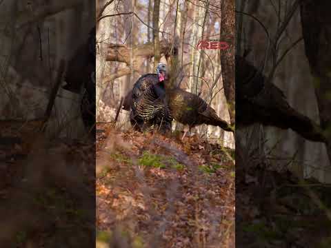 TURKEY HUNTING In The Hardwoods, Calling TWO Gobblers Into Range  #shorts #hunting #nature