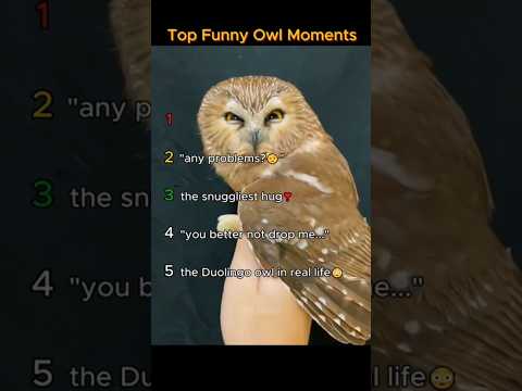 Top funny owl moments