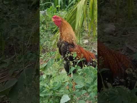 seval sound effects #trendingshorts