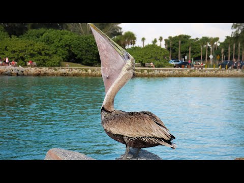 A Pelican Eating Fish (Archive Footage from 2014)