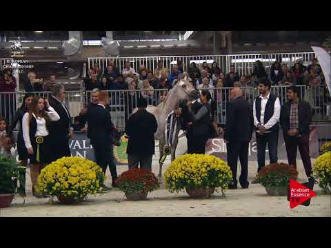 ARGENTO N.168 FUERTE - Verona 2017 - Junior Colts Championship (Class 16)