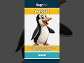 penguin - a black-and-white bird that... video thumbnail