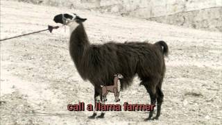 Horrible Histories  Incas     &quot;Stay Calmer...Harm a Llama&quot; (Song).