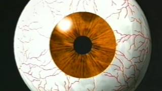 Dir en grey - KARMA kaede ~if trans   ~ ver