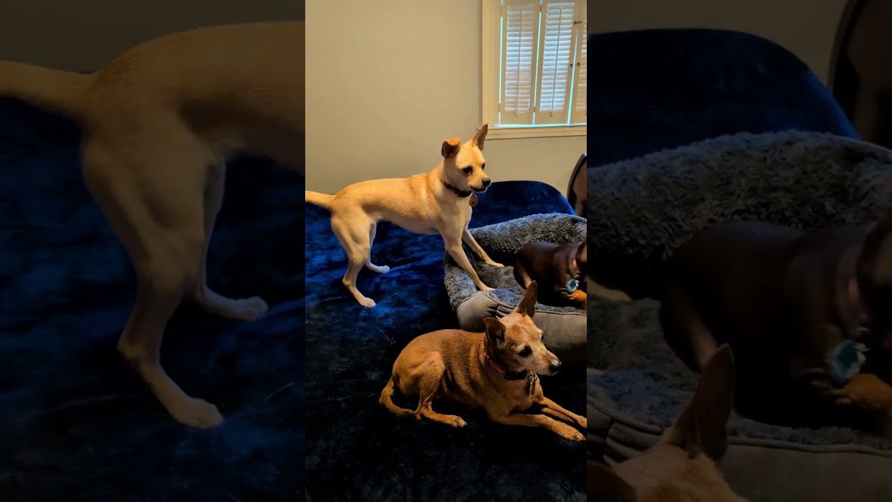 Enlarge Chiquita, a Adoptable Miniature Pinscher in Duluth, GA video 4/4