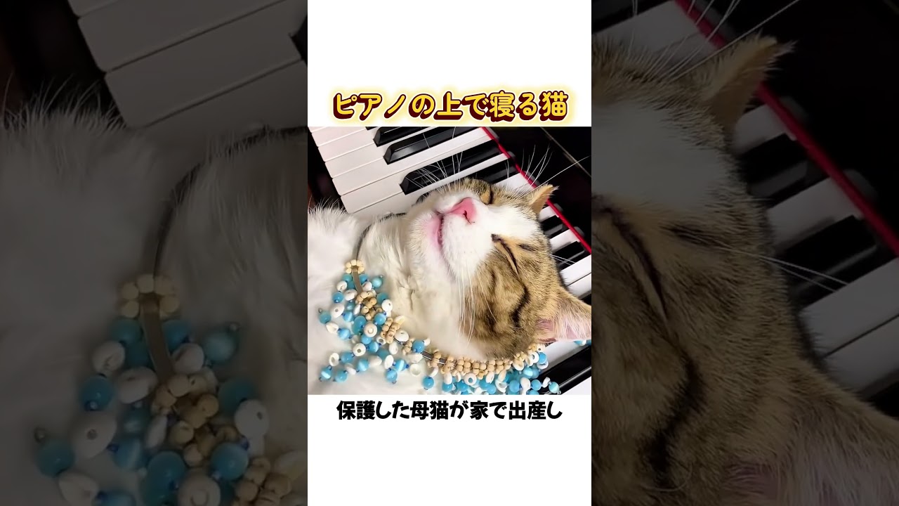 ピアノの上で寝る猫